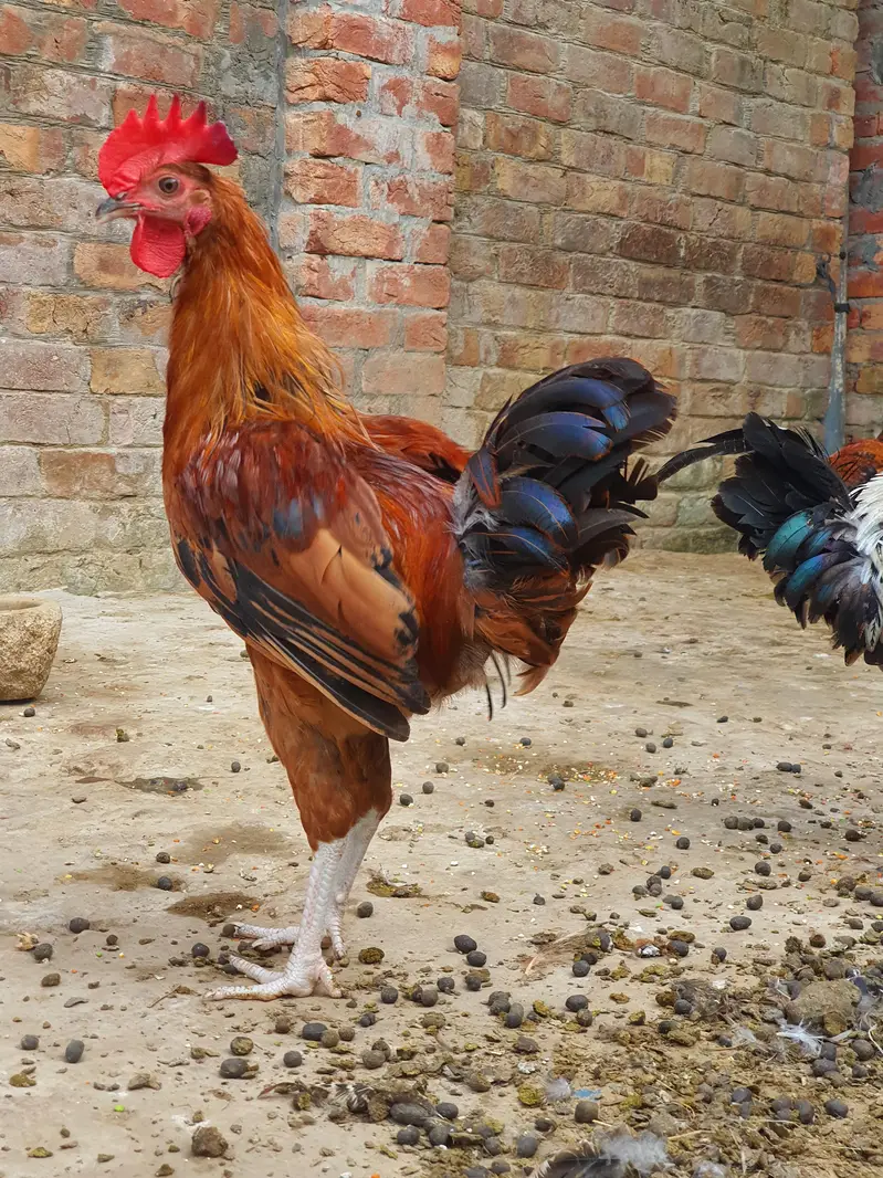 Ghar k paly hoy Desi Murgay. Golden Misiri, Dandarvi & Fayoumi — photo 10