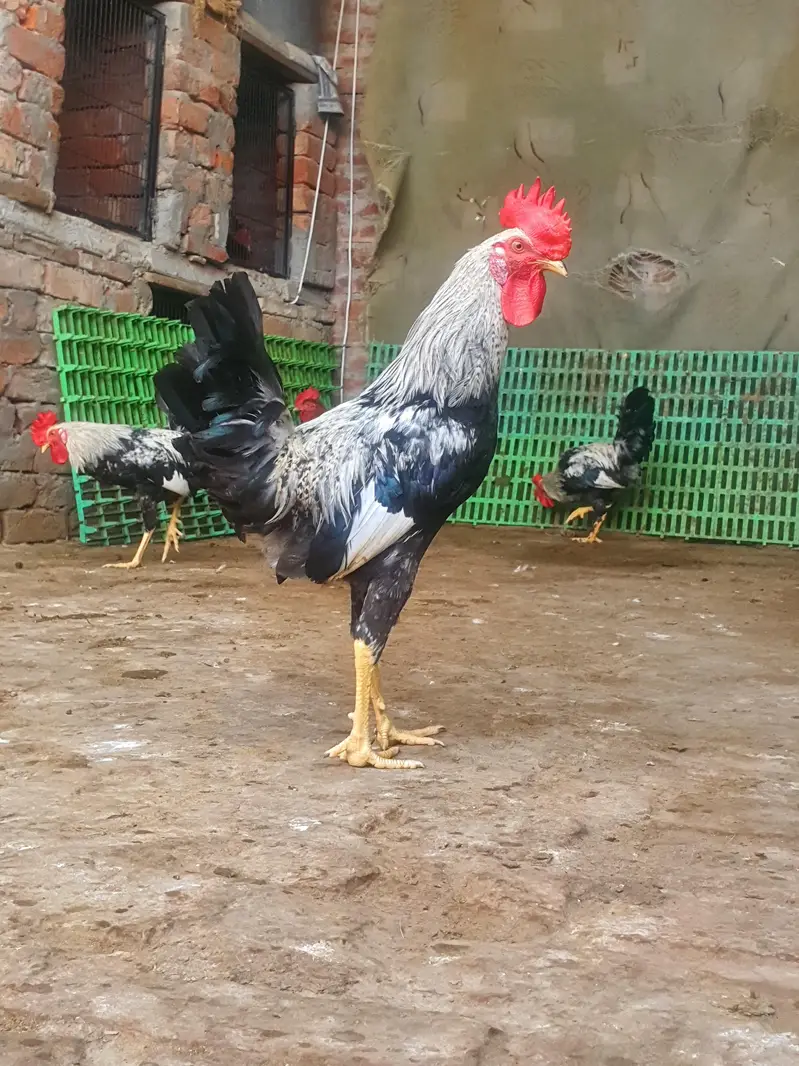 Ghar k paly hoy Desi Murgay. Golden Misiri, Dandarvi & Fayoumi — photo 11