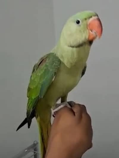 Raw parrot bari nasal