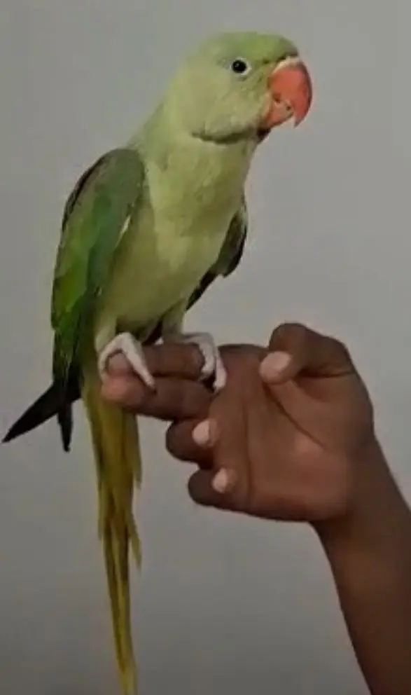 Raw parrot bari nasal — photo 2