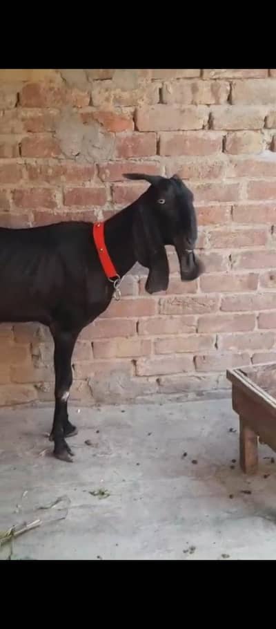 bakri