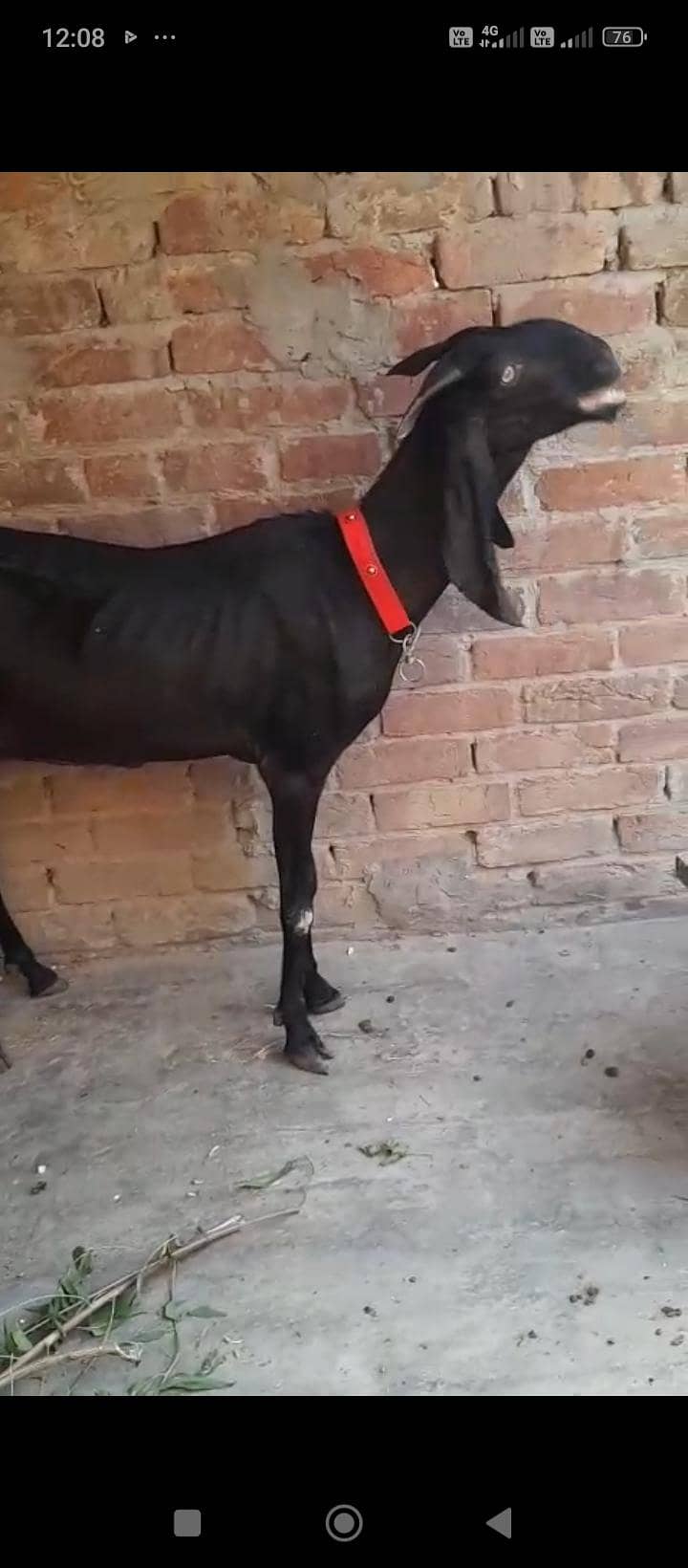 bakri 1