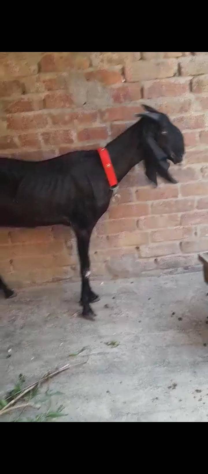bakri 2