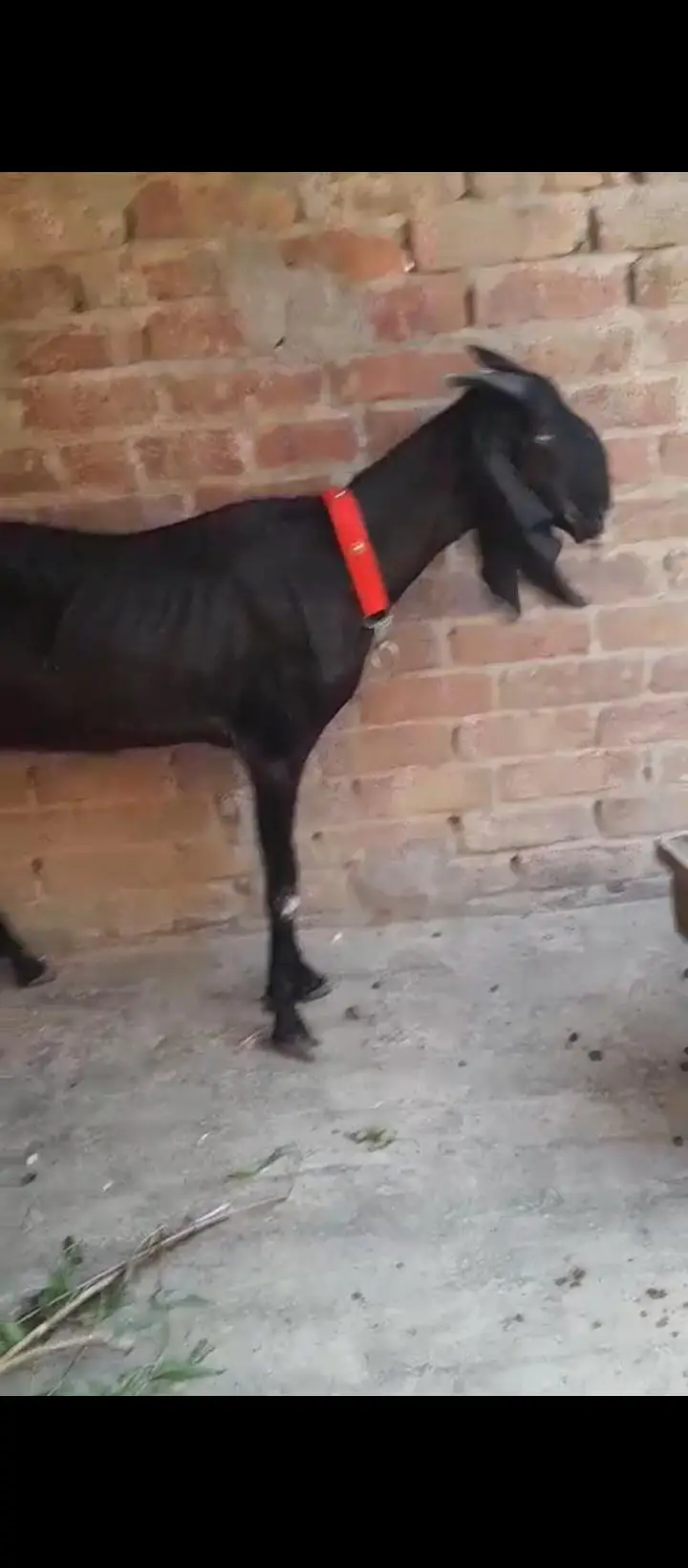 bakri — photo 3