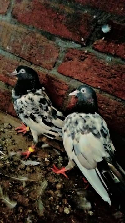 royal teady pair , sialkoti chohy pair  ,,, wehshi male
