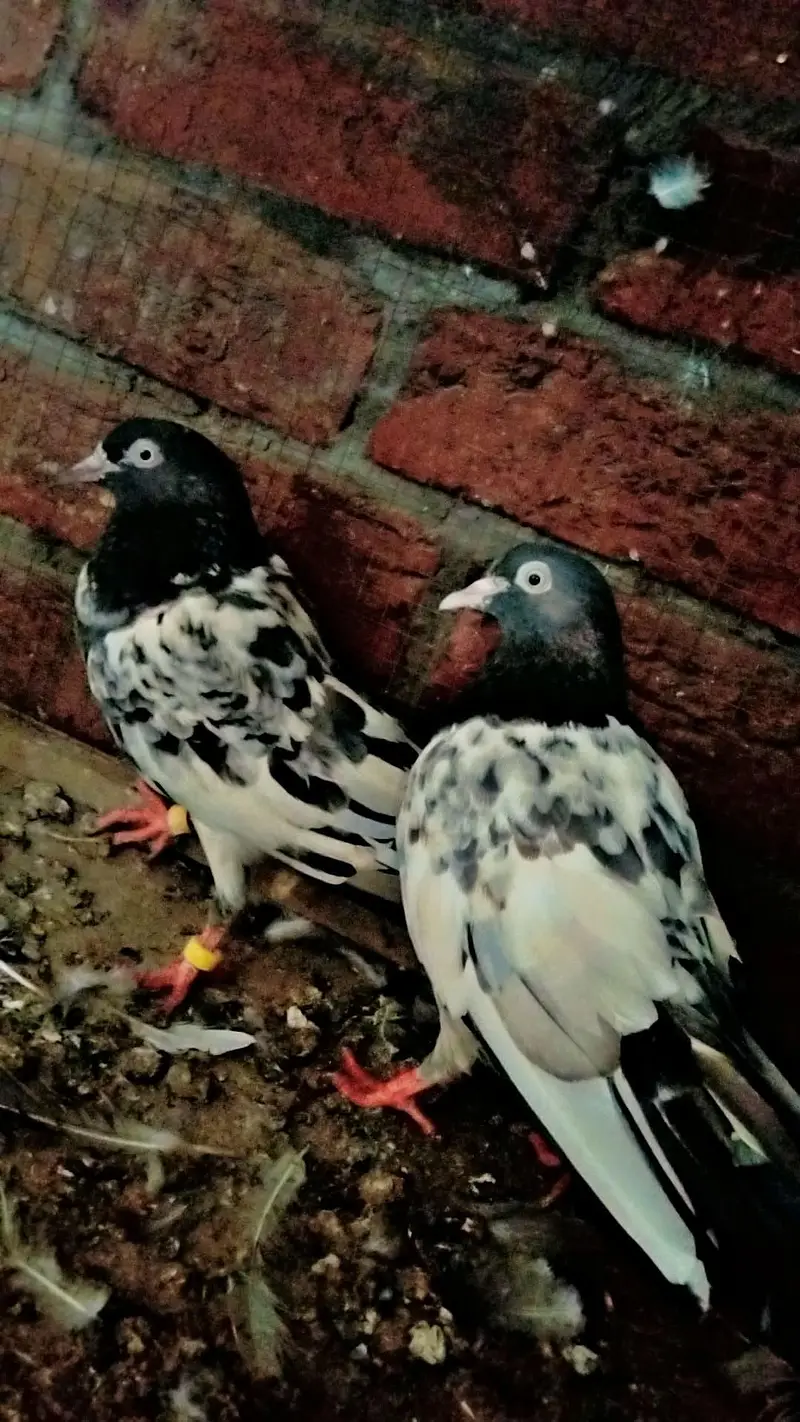 royal teady pair , sialkoti chohy pair  ,,, wehshi male
