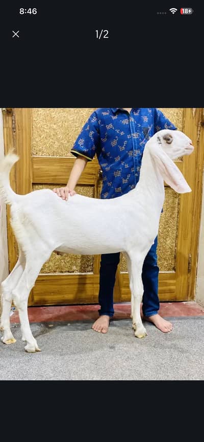 Muhammadpuri Pure White Gulabi kanj Urgent for Sale. . 0317-0144403