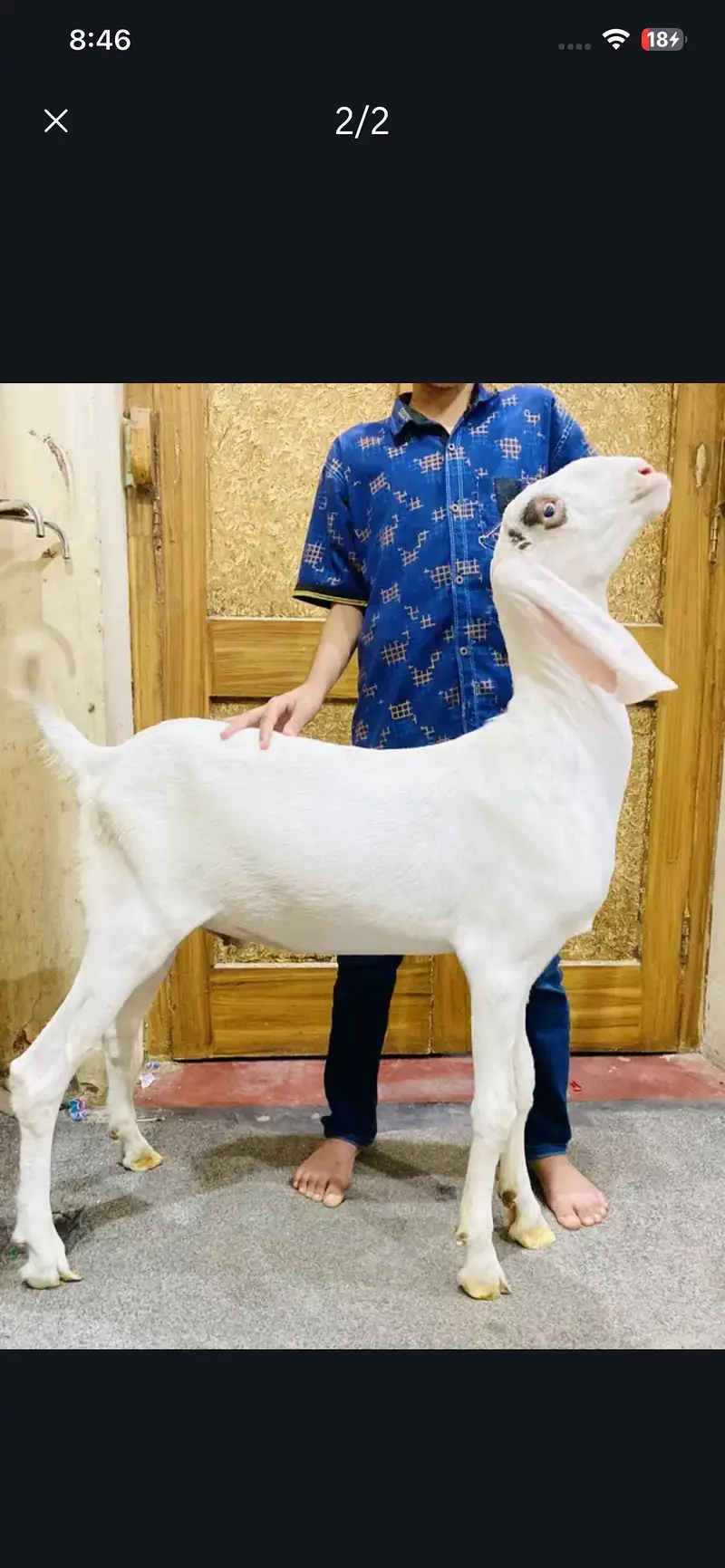 Muhammadpuri Pure White Gulabi kanj Urgent for Sale. . 0317-0144403 — photo 2