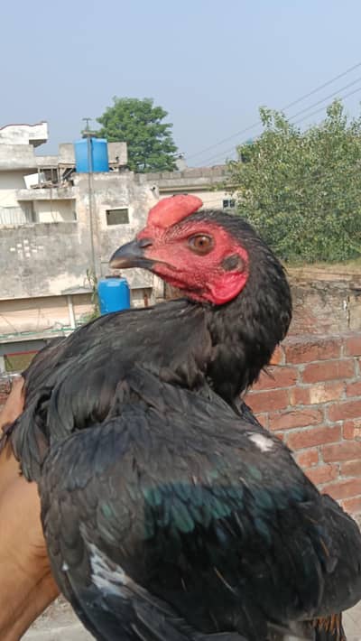 PANUS PAKOYA MALE FOR SALE