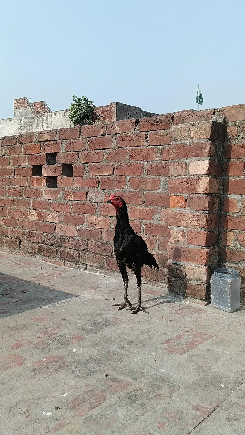 PANUS PAKOYA MALE FOR SALE — photo 2