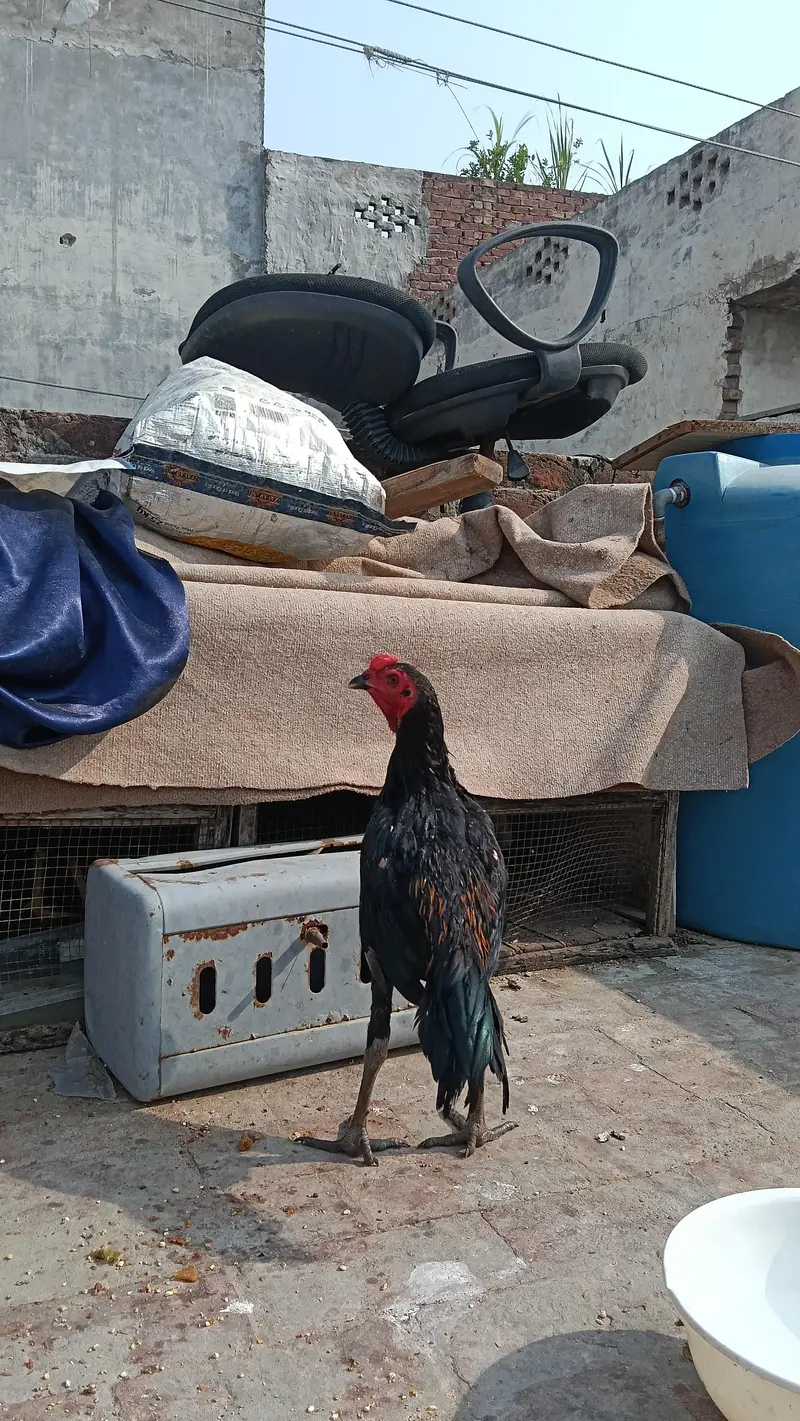 PANUS PAKOYA MALE FOR SALE — photo 3