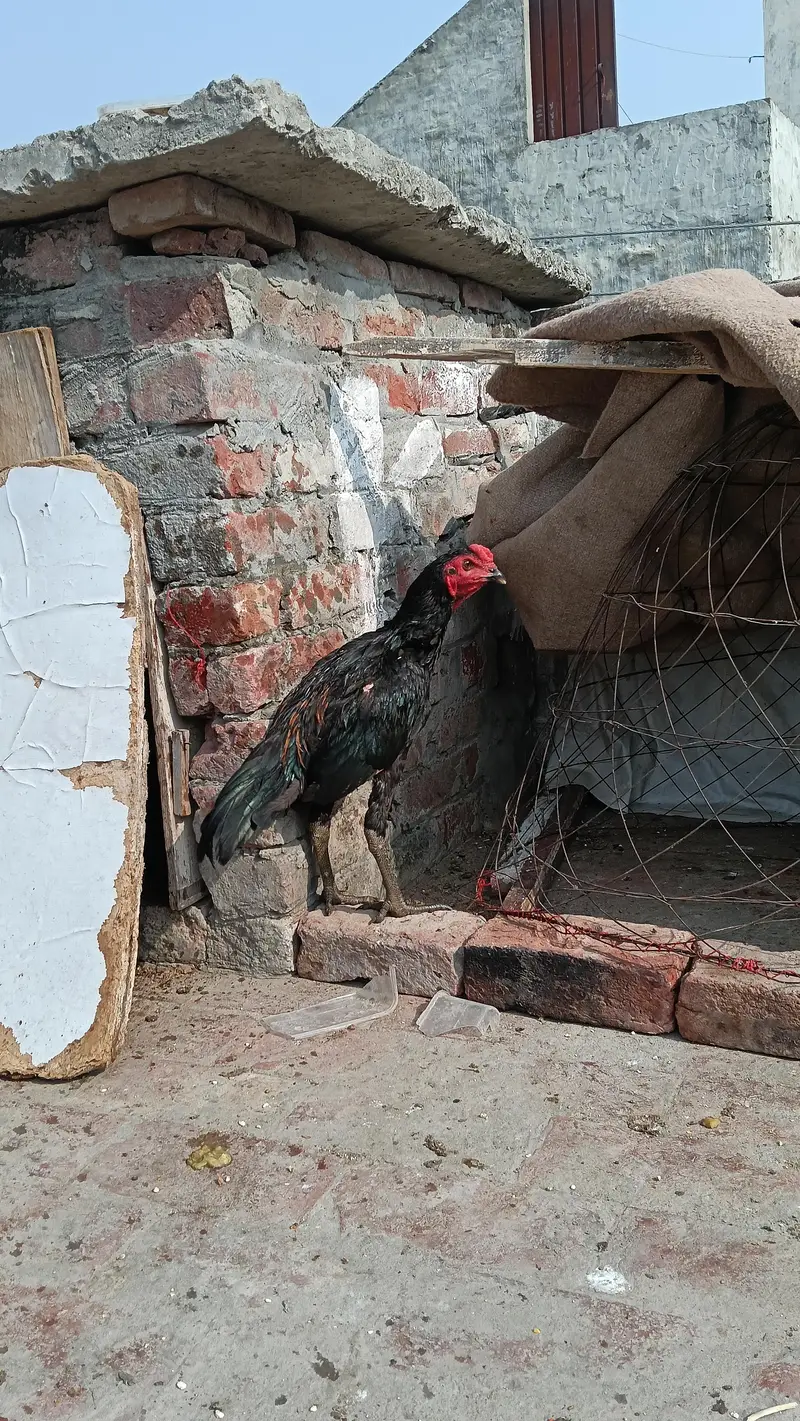 PANUS PAKOYA MALE FOR SALE — photo 4