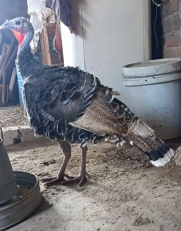 Beautiful turkey birds — photo 4