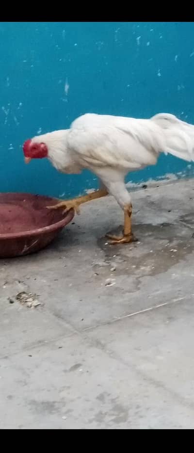 for sale