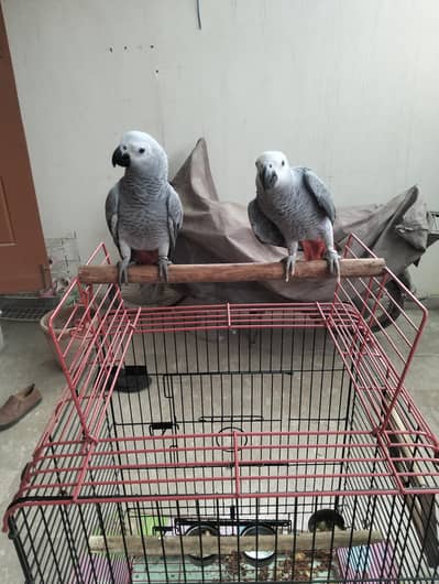 Congo Grey Parrot