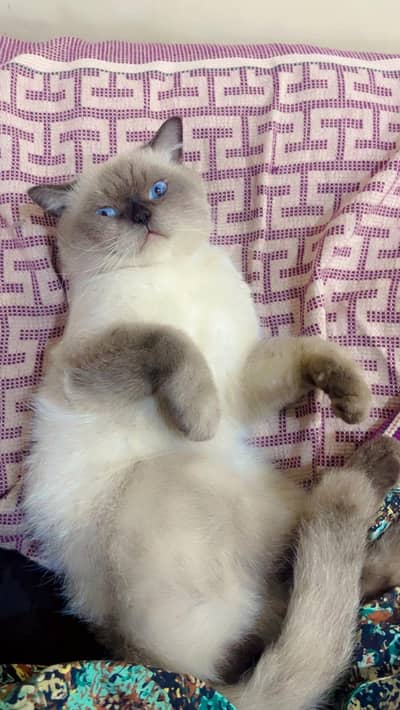 Siamese cat for sale