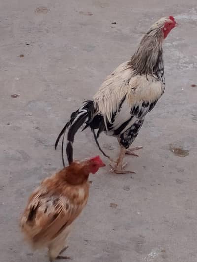 Hens  for sale