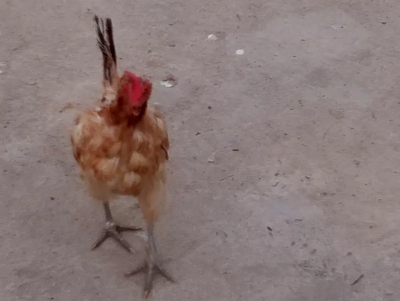 Hens  for sale — photo 2