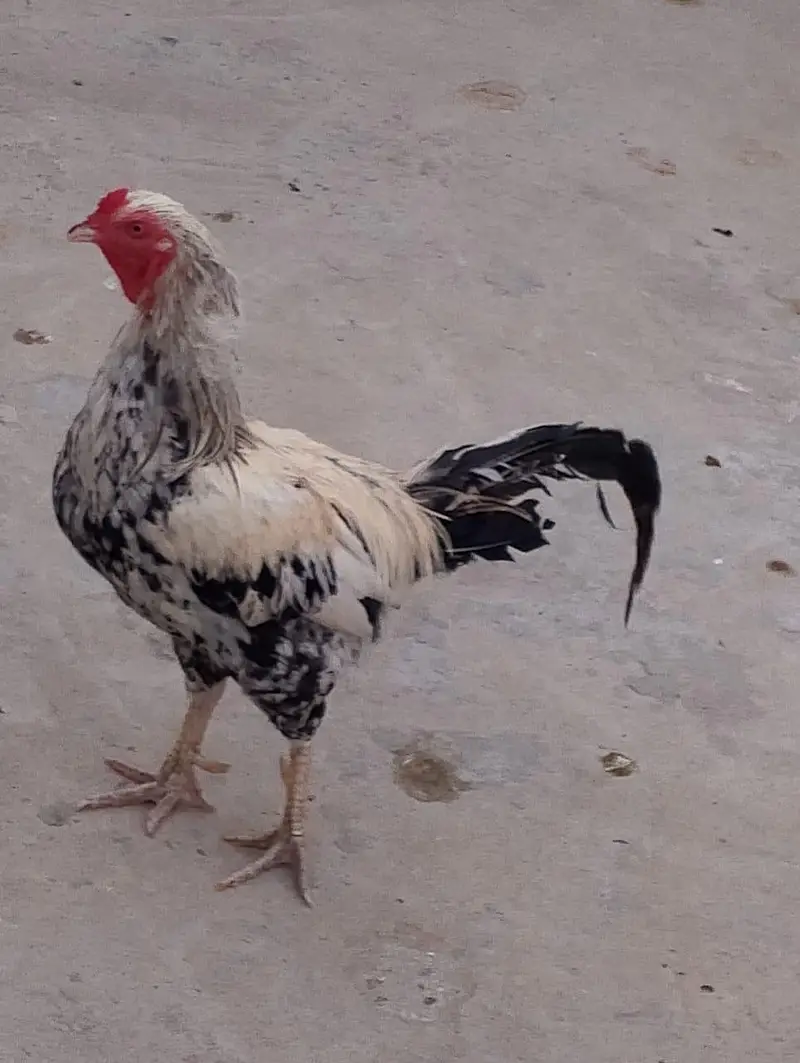Hens  for sale — photo 3
