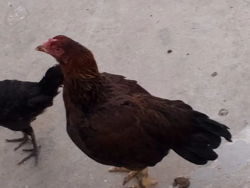 Hens  for sale — photo 4