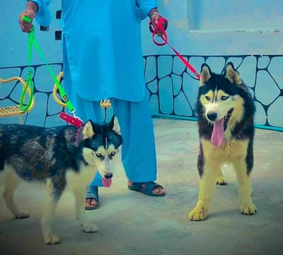 Husky Dog | Husky pair | Blue Eyes | Odd eyes | Woolly cot For Sale