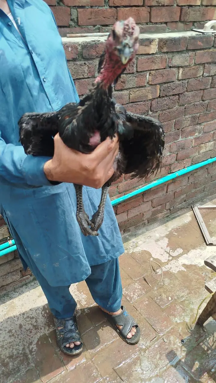 males for sale — photo 2