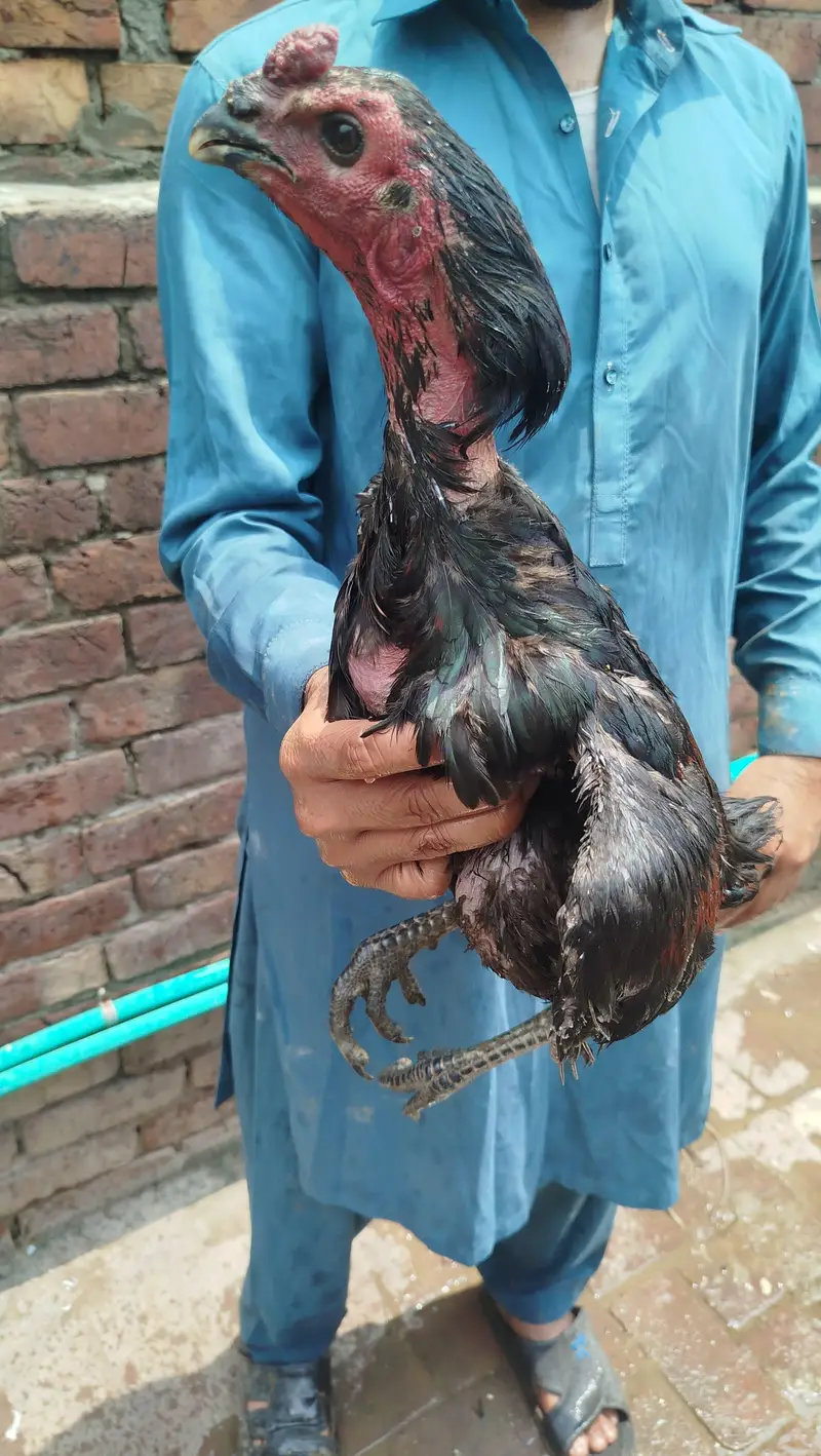 males for sale — photo 5