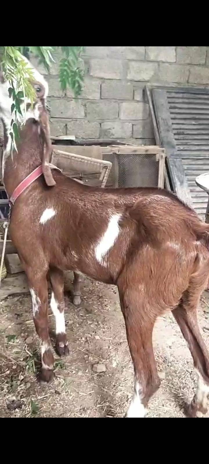 Makki cheni 0