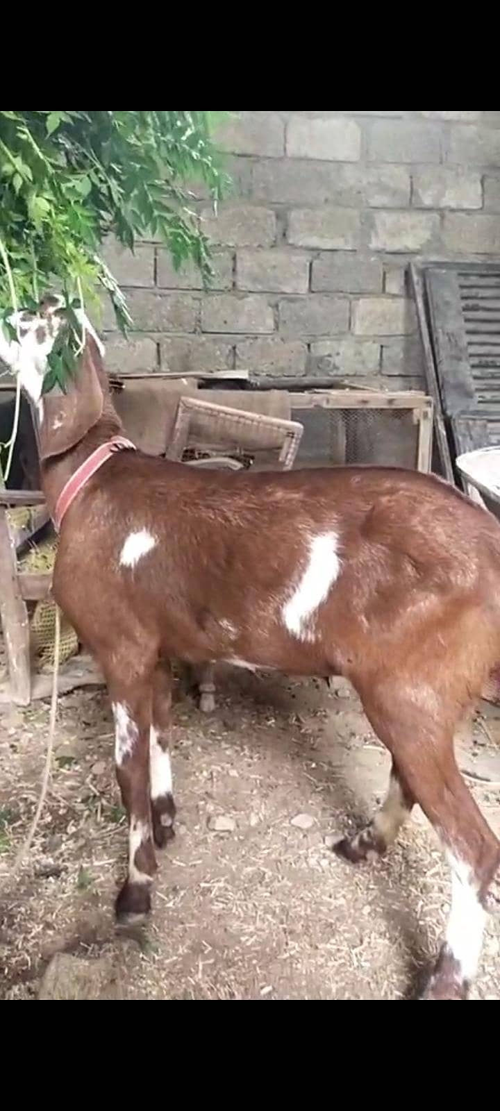 Makki cheni 2