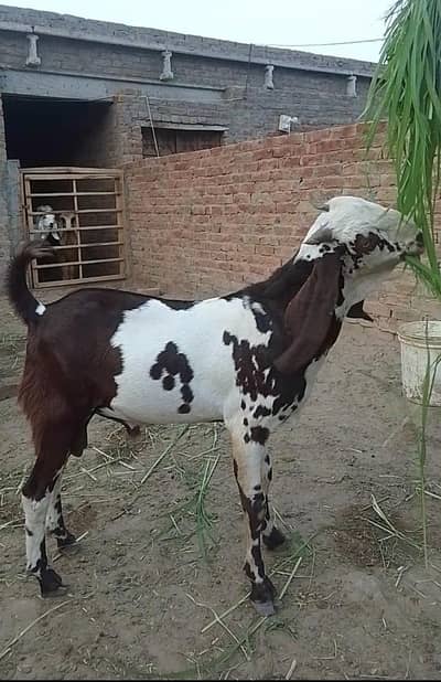 8 Beautiful Goats & Chatra ( Age 8 months) price negotiable