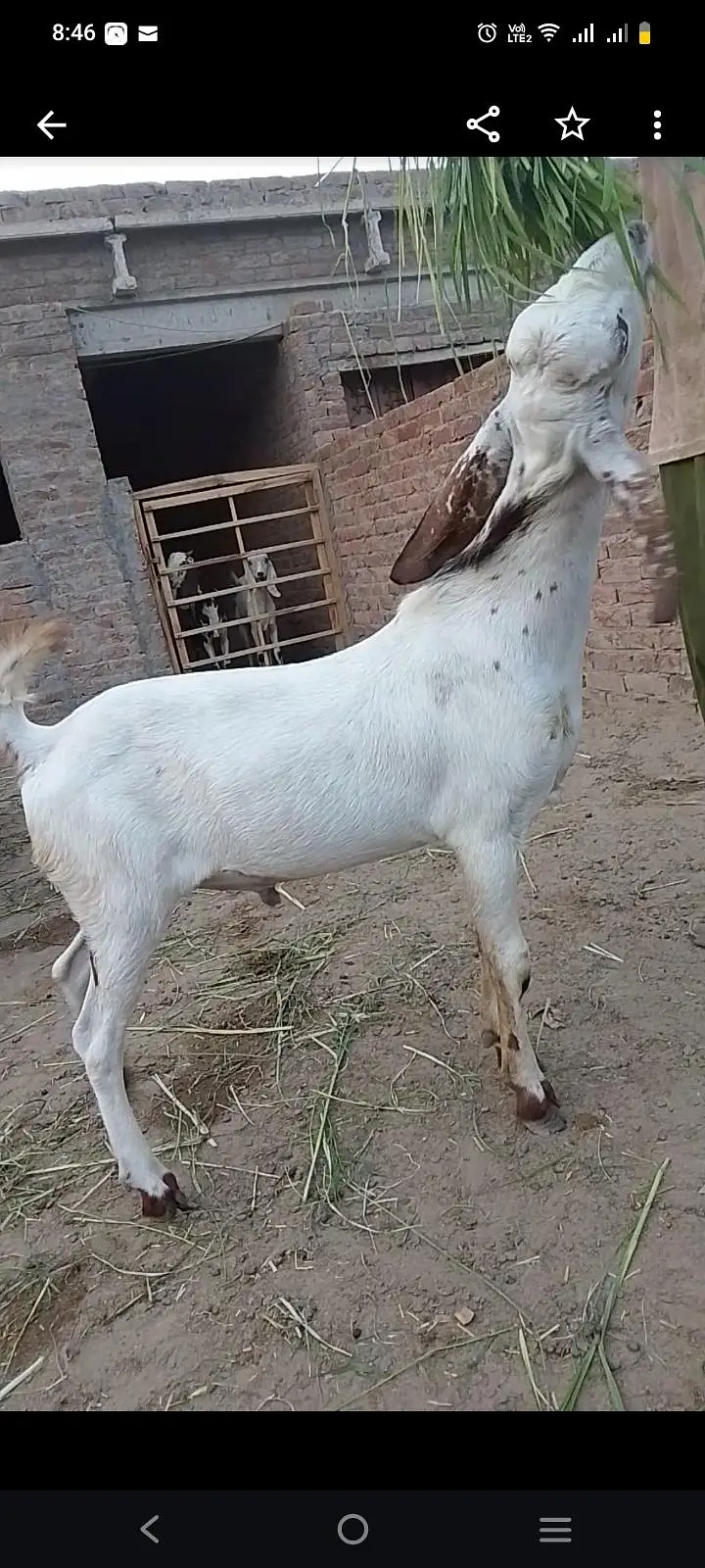 8 Beautiful Goats & Chatra ( Age 8 months) price negotiable — photo 2