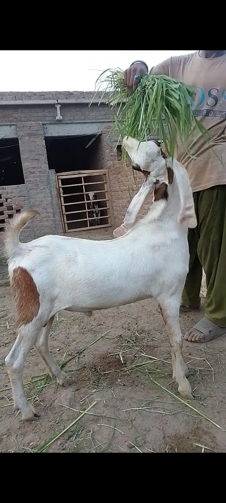 8 Beautiful Goats & Chatra ( Age 8 months) price negotiable — photo 3