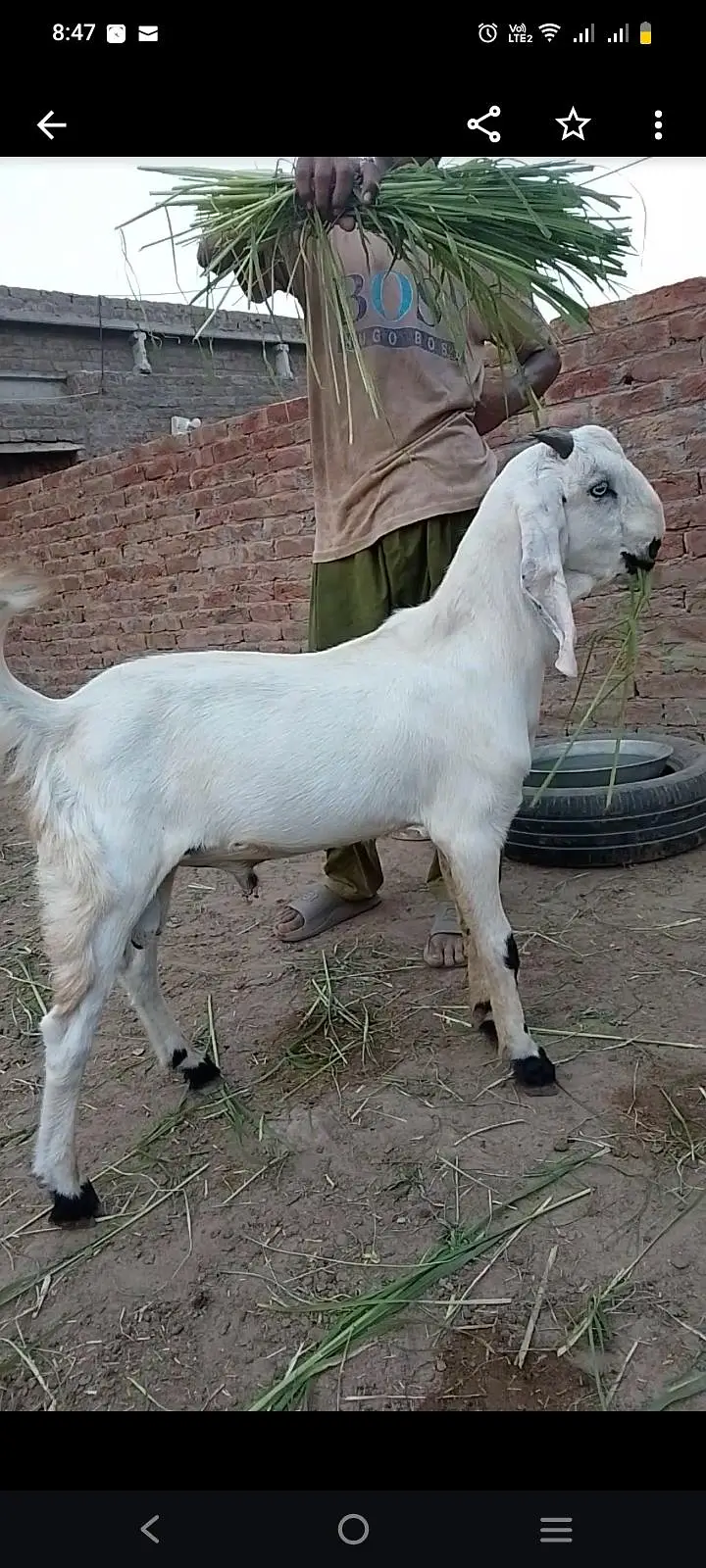 8 Beautiful Goats & Chatra ( Age 8 months) price negotiable — photo 4