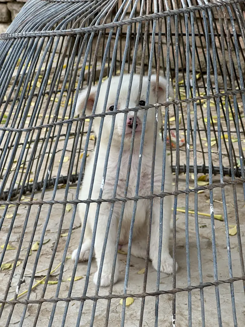 Russion Female Beautiful Puppy — photo 2