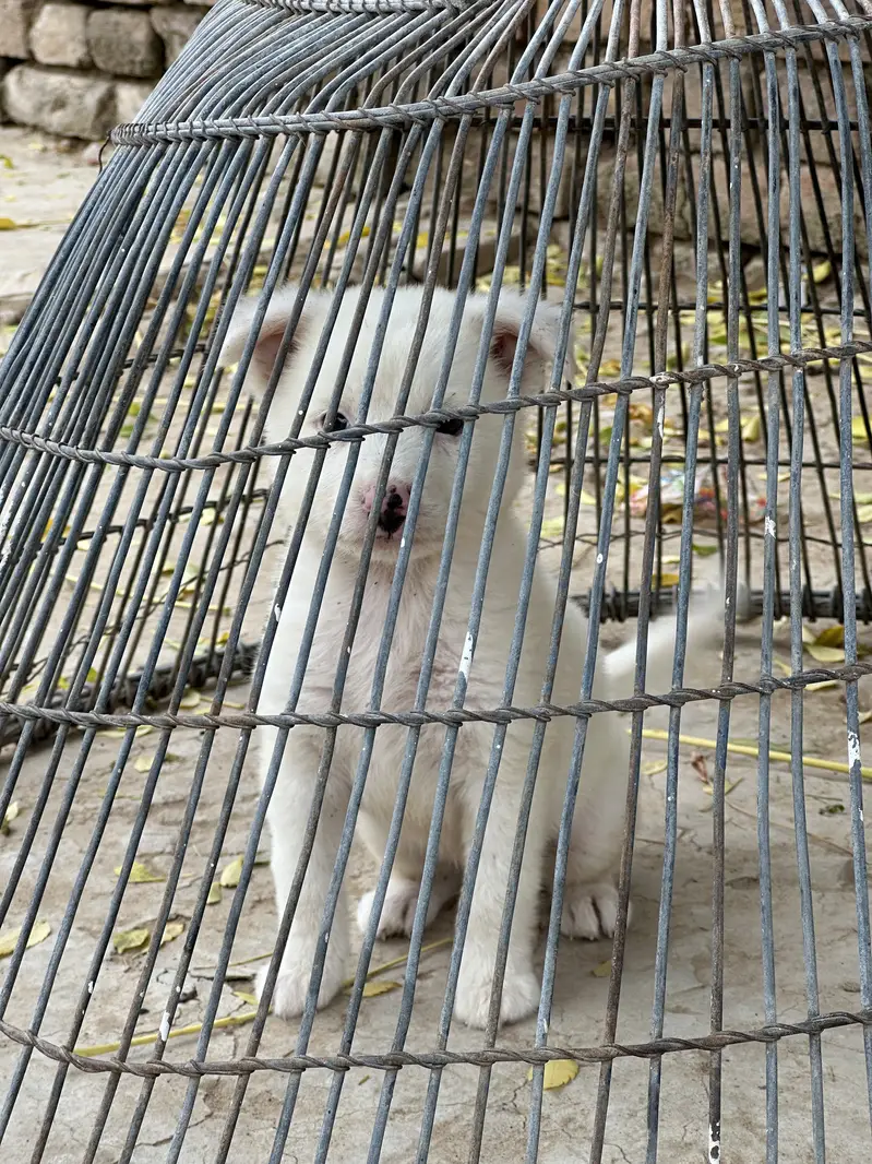 Russion Female Beautiful Puppy — photo 3