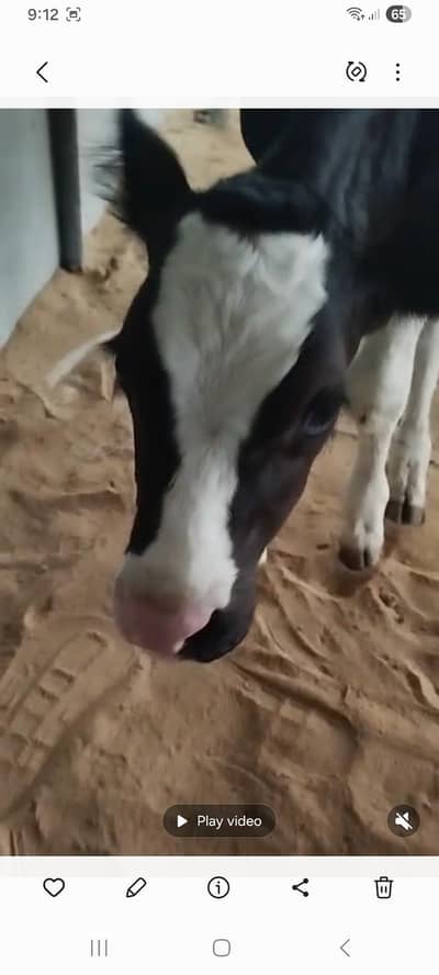 2 months black abluck bachra