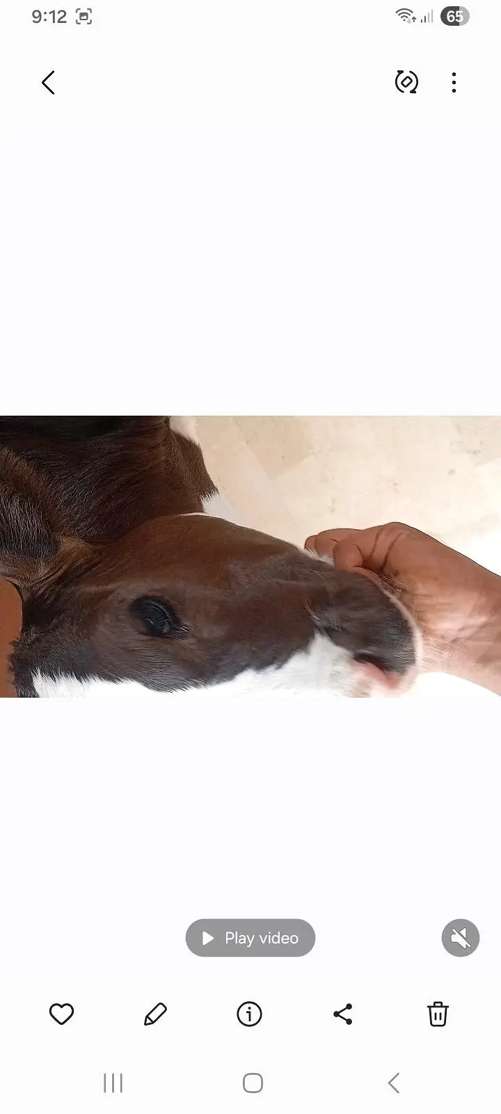 2 months black abluck bachra — photo 2