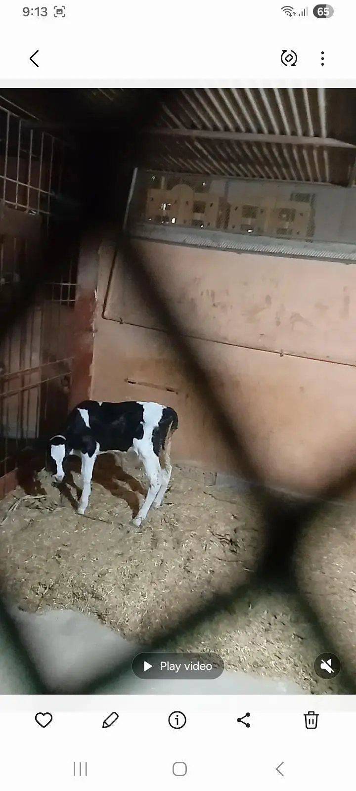 2 months black abluck bachra — photo 3