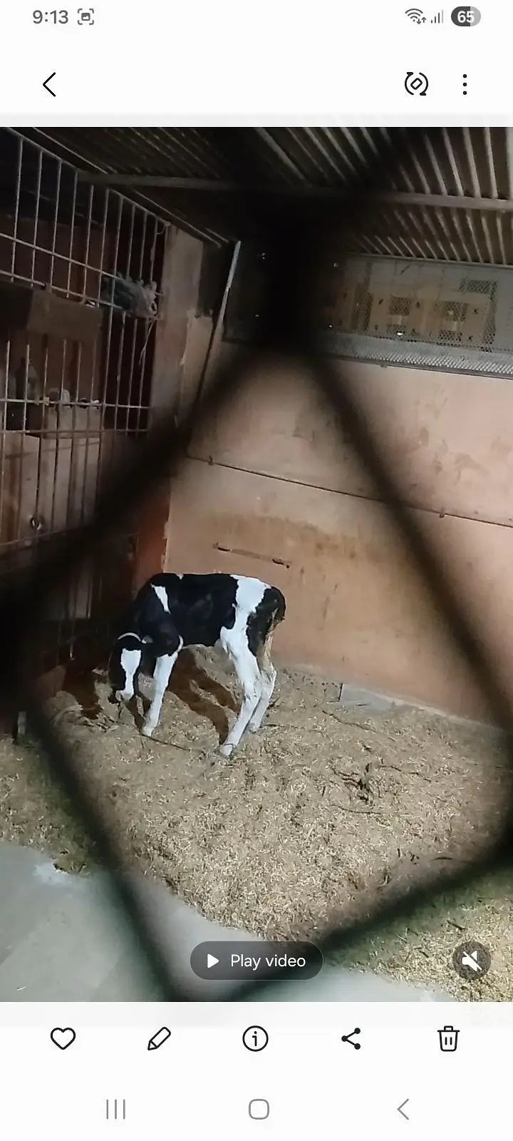 2 months black abluck bachra — photo 4