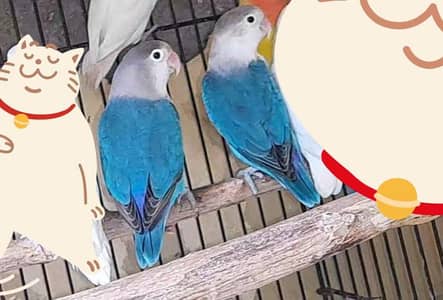 Breeder pair for sale Multan