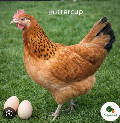 golden misri hen for sale