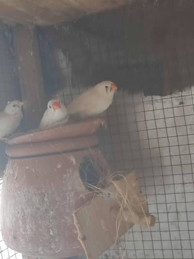 MASHA ALLAH RCFW WHITE FINCH PAIR