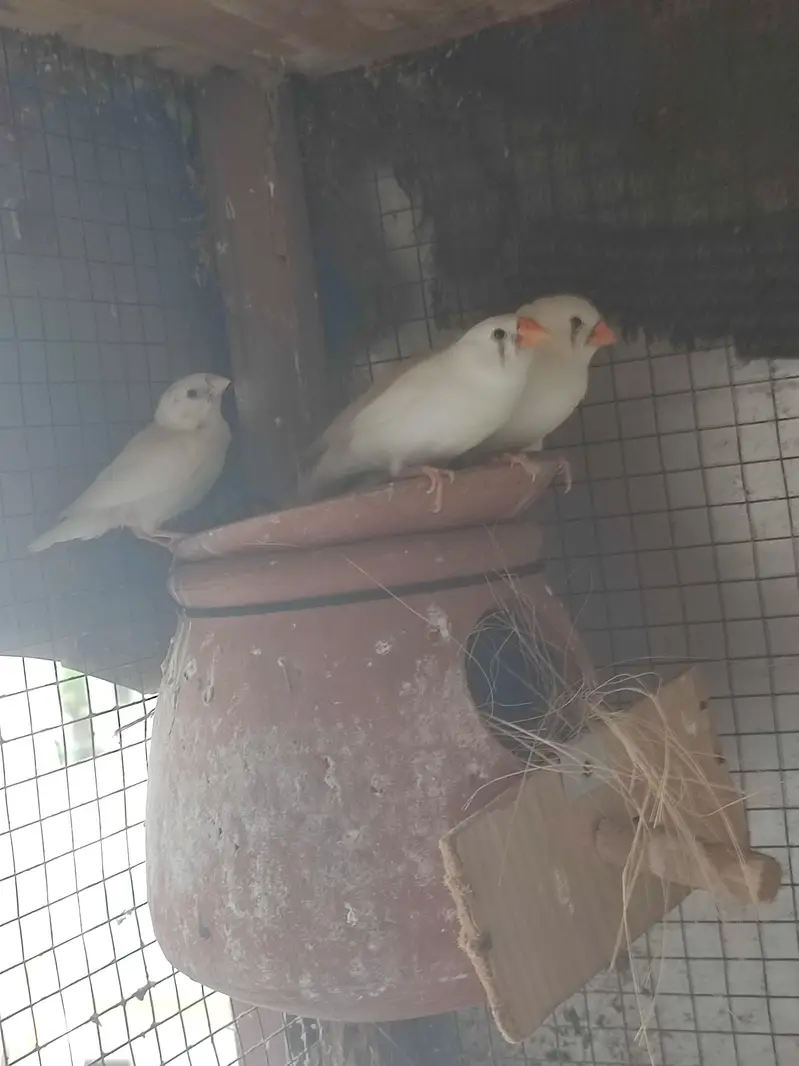 MASHA ALLAH RCFW WHITE FINCH PAIR — photo 2