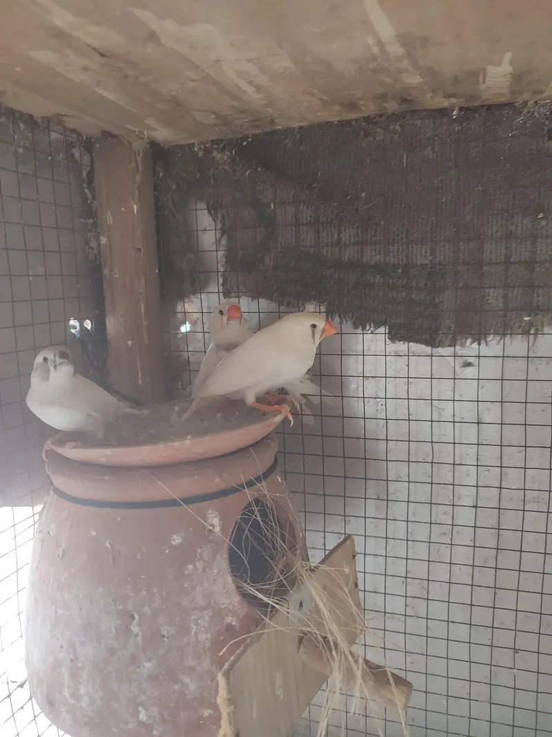 MASHA ALLAH RCFW WHITE FINCH PAIR — photo 3