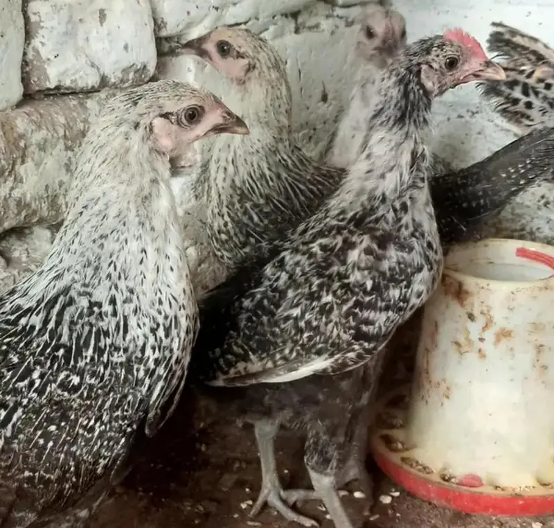 Golden Misiri Hens 03185357778 — photo 2