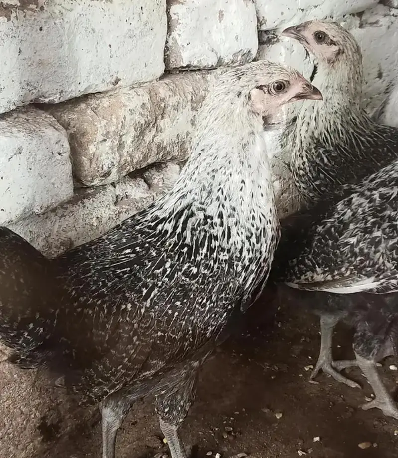 Golden Misiri Hens 03185357778 — photo 3