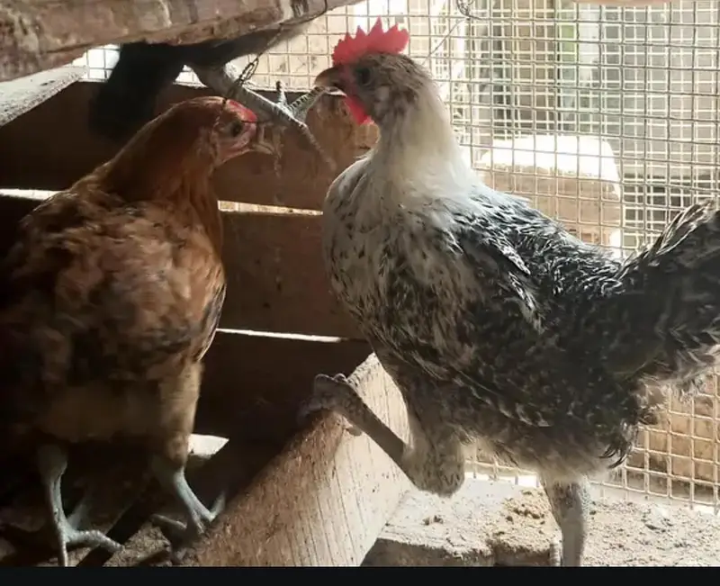 Golden Misiri Hens 03185357778 — photo 6