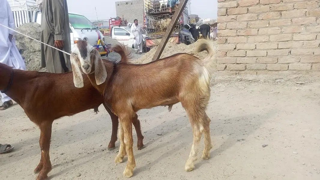 Sara sell Karna ha ek sat exact buyer chai ha — photo 2