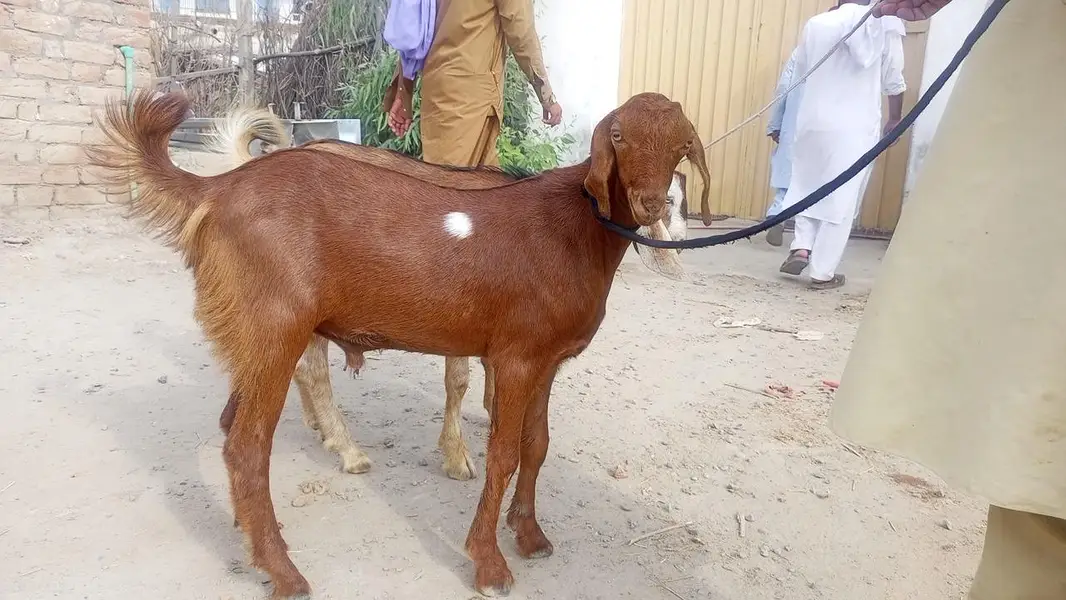 Sara sell Karna ha ek sat exact buyer chai ha — photo 3