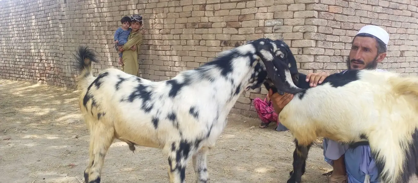 Sara sell Karna ha ek sat exact buyer chai ha — photo 4